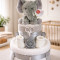 2 Tier Elephant Nappy Cake